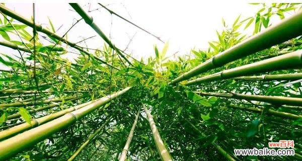 追寻竹子之道，思考生活哲学 竹子的特点和象征意义