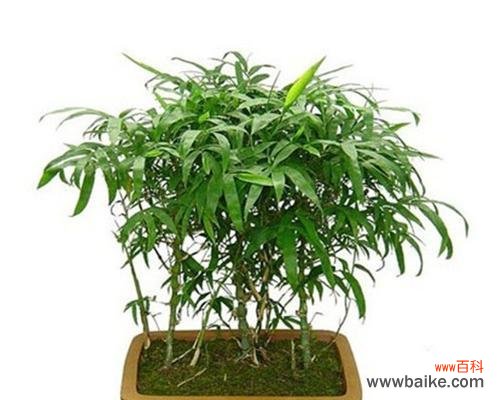 追寻竹子之道，思考生活哲学 竹子的特点和象征意义