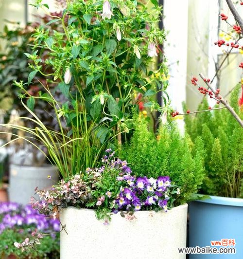 探秘紫斑风铃草的花语与意义 紫斑风铃草的花语之美