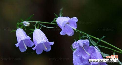 探秘紫斑风铃草的花语与意义 紫斑风铃草的花语之美