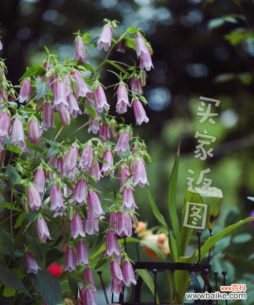 探秘紫斑风铃草的花语与意义 紫斑风铃草的花语之美