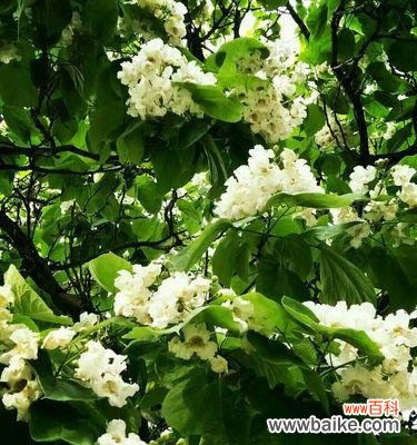 探寻梓树文化及其启示 以梓树的寓意和象征——坚韧与希望