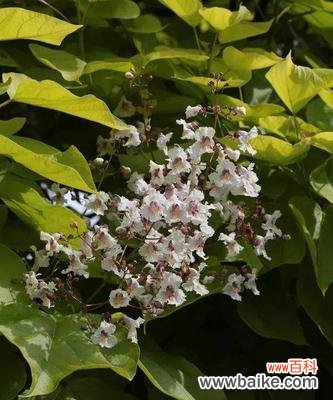 探寻梓树文化及其启示 以梓树的寓意和象征——坚韧与希望