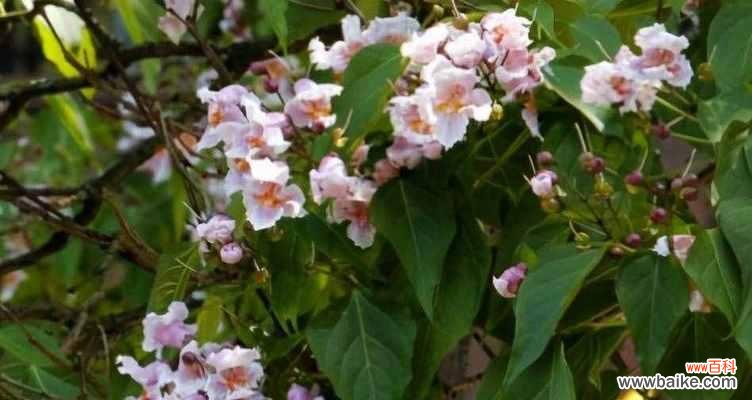 探寻梓树文化及其启示 以梓树的寓意和象征——坚韧与希望