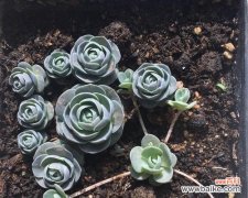 花开如梦，香溢芬芳，花语与人生的深刻寓意 以子持莲华，寄托纯洁和美好