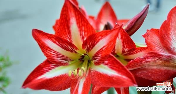 品味花海中的深情，朱顶红花语传递爱与希望 探寻朱顶红的花语之美