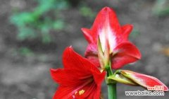 品味花海中的深情，朱顶红花语传递爱与希望 探寻朱顶红的花语之美