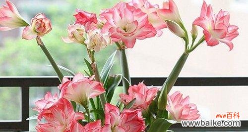 品味花海中的深情，朱顶红花语传递爱与希望 探寻朱顶红的花语之美