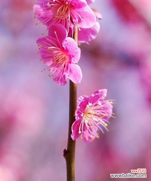 唤醒心中的美丽与希望 竹夹桃花的花语与含义