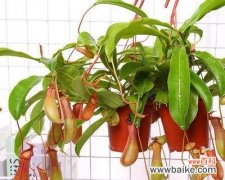 探索猪笼草花语的神秘世界 猪笼草花语