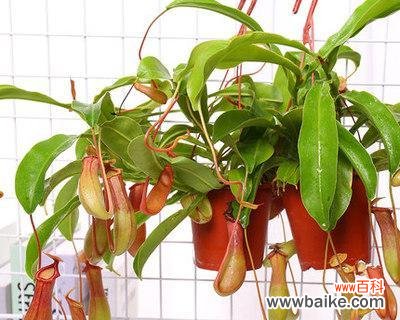 探索猪笼草花语的神秘世界 猪笼草花语