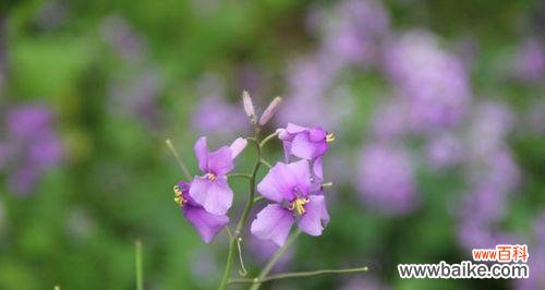 揭示诸葛菜花所传递的情感与心意 诸葛菜花的花语与寓意