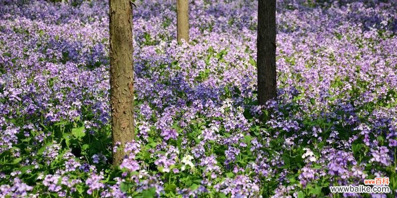 揭示诸葛菜花所传递的情感与心意 诸葛菜花的花语与寓意