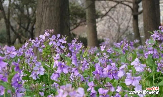 揭示诸葛菜花所传递的情感与心意 诸葛菜花的花语与寓意