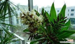 探索竹子的神奇与哲理 竹子的寓意和象征意义