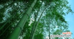 探寻竹子的内涵与象征意义 竹子的寓意与花语——青竹之道