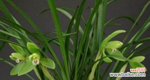 揭秘竹子之魅力,领略自然之道 竹子的象征意义及其美妙之处