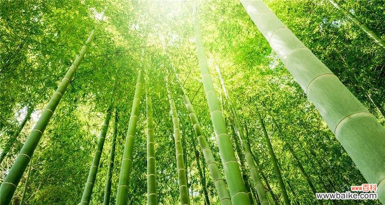 揭秘竹子之魅力,领略自然之道 竹子的象征意义及其美妙之处