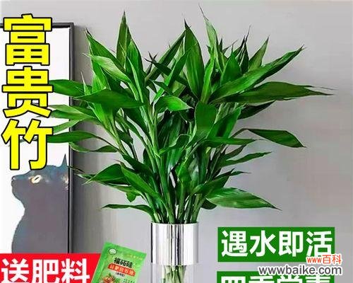 探寻竹子在文化中的独特地位 竹子的象征意义