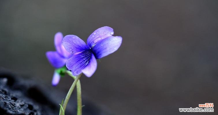 探索紫花地丁的意义与象征 紫花地丁的花语与寓意