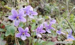 探索紫花地丁的意义与象征 紫花地丁的花语与寓意