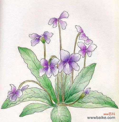 探索紫花地丁的意义与象征 紫花地丁的花语与寓意