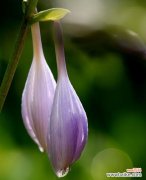 探寻紫萼花的历史渊源与传承，解读紫萼花语的深远含义 紫萼花的文化背景与花语意义