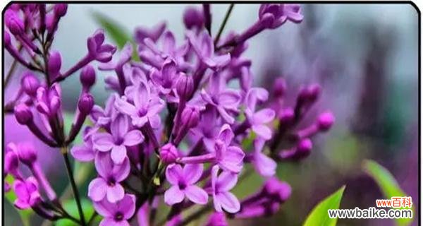带给我们的情感寄托和精神慰藉 紫丁香的寓意及其美妙意义