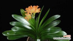 探寻君子兰的寓意和象征意义 以君子兰为主题的文章