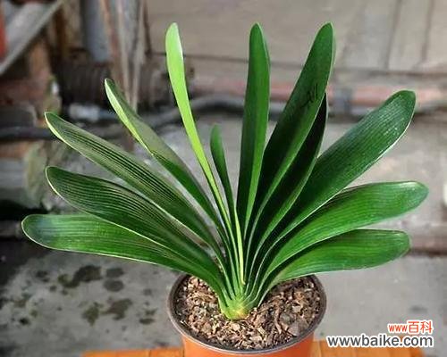 探寻君子兰的深层含义 以君子兰的花语为主题的文章