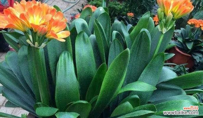 君子兰 君子兰的寓意与人生境遇