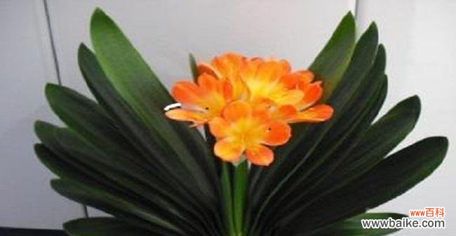 君子兰 君子兰的寓意与人生境遇