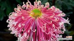 菊花的花语与寓意 菊花花语