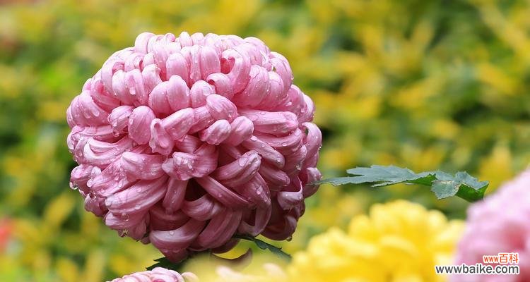 菊花 解读菊花的象征意义与文化内涵