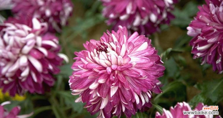 探寻菊花的多重象征与文化传承 菊花的象征意义及文化价值