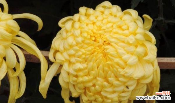 探寻菊花的寓意与文化背景 菊花的象征意义