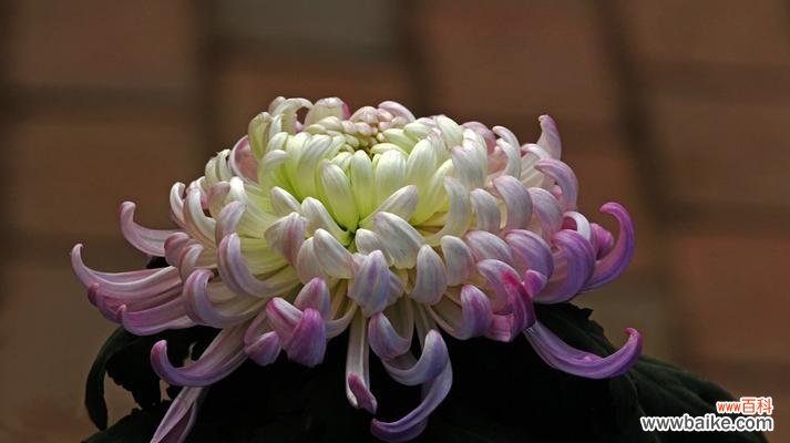 揭示中国人对菊花的情感与寓意 菊花在中国文化中的象征意义