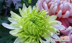 揭示中国人对菊花的情感与寓意 菊花在中国文化中的象征意义