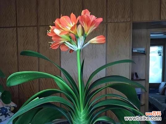 寓意高尚 君子兰的象征意义