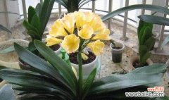 寓意高尚 君子兰的象征意义