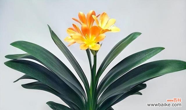 寓意高尚 君子兰的象征意义