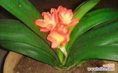 探索君子兰的文化内涵及象征意义 以君子兰为象征的花语和寓意