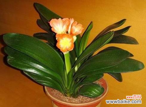 揭秘君子兰的花语和内涵 君子兰花语及其象征意义