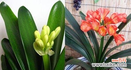 揭秘君子兰的花语和内涵 君子兰花语及其象征意义