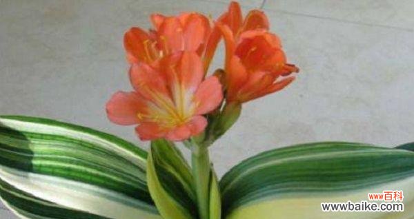 揭秘君子兰的花语和内涵 君子兰花语及其象征意义