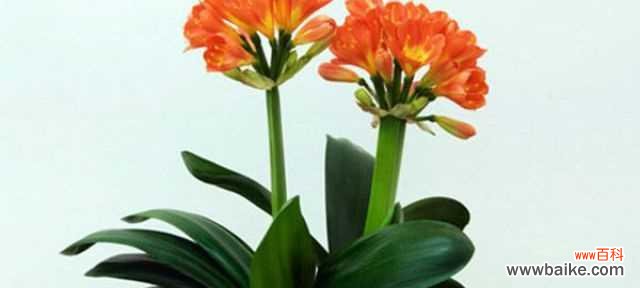 解读君子兰的花语和象征意义 以君子兰开花的寓意是什么