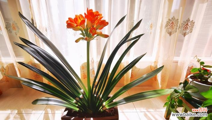 解读君子兰的花语和象征意义 以君子兰开花的寓意是什么