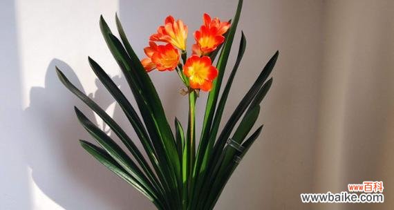 解读君子兰的花语和象征意义 以君子兰开花的寓意是什么