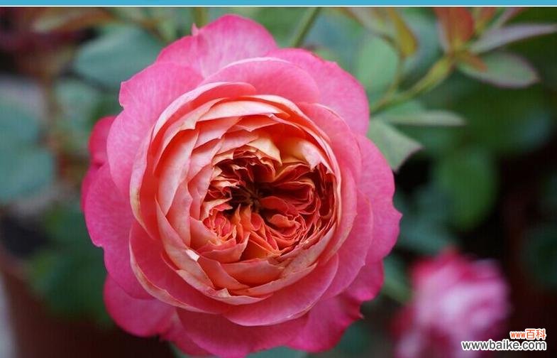 浪漫花语软垫是什么?它有何特别之处?