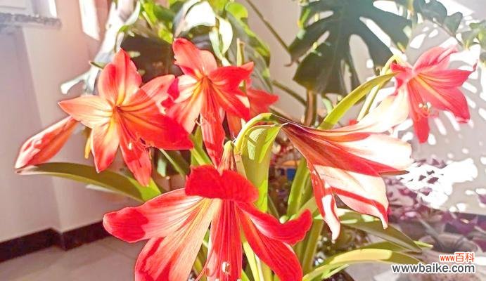 红色花象征生命力顽强的含义是什么?如何选择象征生命力的花卉?